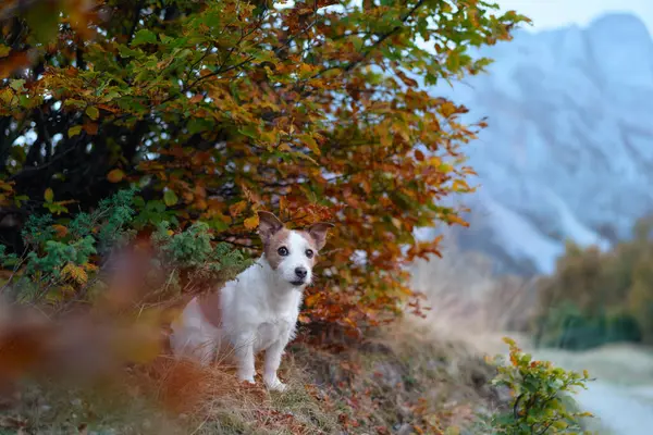 Dog in Nature Setting. White Jack Russell Terrier sits by a river, framed by autumn leaves with a mountain backdrop, evoking feelings of adventure and exploration