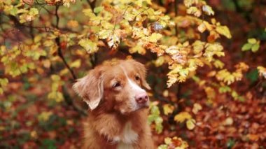 Sonbaharda Nova Scotia Duck Tolling Retriever. Köpek canlı bir sonbahar yeşilliğinin ortasında duruyor, macera ve orman yolculuğu hissi yayıyor.