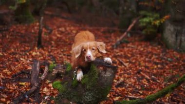 Nova Scotia Duck Tolling Retriever doğa ortamında. Meraklı bir Toller köpeği, yosunlu bir kütüğün üzerine bakar, sonbahar yapraklarının arasında, vahşi doğada bir macerayı işaret eder.