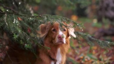 Ormanda Nova Scotia Duck Tolling Retriever. Odaklanmış bir köpek kozalaklı dalların yanında durur, bir açık hava macerasını ima eder ya da ormanda bir yolculuğa çıkar. 