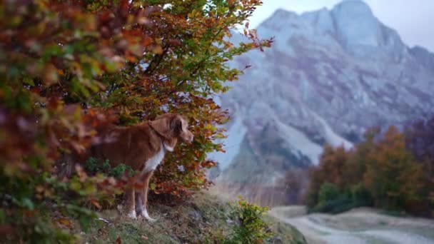 新斯科舍省的鸭托林检索秋天 一只专心致志的狗站在生机勃勃的落叶中 唤起了一种野外旅行和宁静探索的感觉 — 图库视频影像