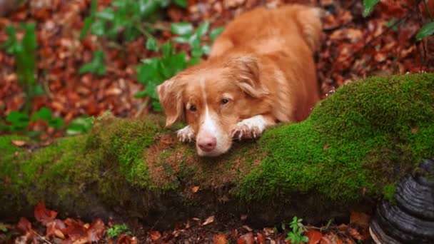 ノバスコシア ダック トローリング レトリーバー 倒れた葉のなかでモスカバーされた石の上に眠っている赤い犬 濃い森で冒険的なハイキング中に撮影された — ストック動画