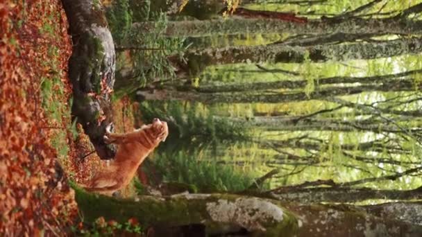 Σκύλος Στο Δάσος Nova Scotia Duck Tolling Retriever Στέκεται Κοντά — Αρχείο Βίντεο