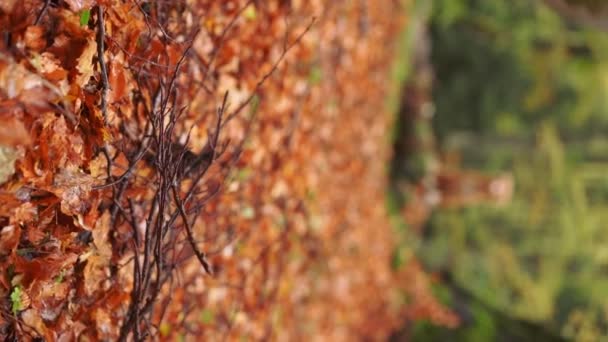 Dog Forest Nouvelle Écosse Duck Tolling Retriever Trouve Près Des — Video