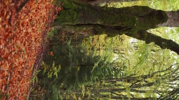 Dog Forest Nouvelle Écosse Duck Tolling Retriever Trouve Près Des — Video