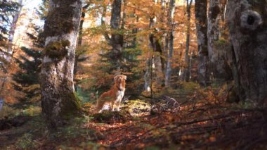 Ormandaki köpek, Nova Scotia Duck Tolling Retriever düşen sonbahar yapraklarının yanında duruyor. Arkaplanda dağınık ağaçlar ve bir keşif hissi var.