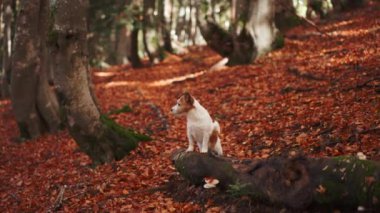 Ormandaki Köpek. Beyaz tenli bir köpek, Jack Russell Terrier, yaprak kaplı orman zemininde duruyor. Köpeğin etrafını saran yosunlu ağaçlar doğal bir ormanlık zemin oluşturuyor.