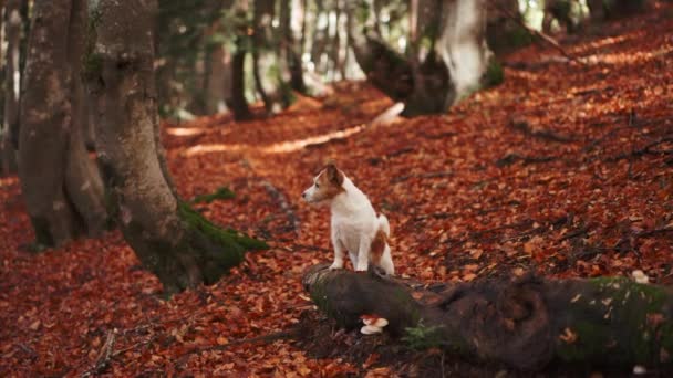 Собака Лісі Білий Засмаглий Собака Джек Рассел Тер Стоїть Покритій — стокове відео