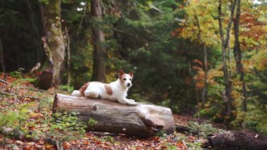 Sonbahar Ormanı 'nda bir köpek. Bir Jack Russell teriyeri, düşen bir kütüğün üzerinde, canlı bir sonbahar yeşilliğinin ortasında, bir ormanda macera ve doğal güzellik hissi içinde dinleniyor.