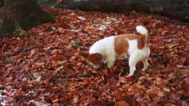Sonbahar Yaprakları 'ndan Jack Russell Terrier. Aktif köpek canlı sonbahar yapraklarını kazıyor, açık hava macerası ve keşiflerinin özünü yakalıyor. Yüksek kalite 4k görüntü