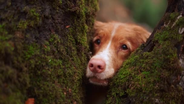 Nova Scotia Duck Tolling Retriever Ormanda Köpek Yosun Kaplı Ağaçların — Stok video