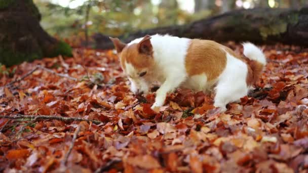 秋葉のジャック ラッセル テリア 活気に満ちた秋の葉を掘るアクティブな犬は アウトドアの冒険と探検の本質をキャプチャします 高品質の4K映像 — ストック動画
