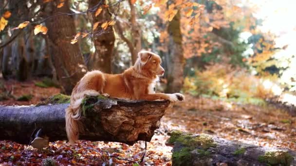 新斯科舍省秋天森林的鸭托林猎犬 这只狗在一片生机勃勃的落叶中放松地躺在倒下的树干上 唤起了冒险和户外探险的感觉 — 图库视频影像