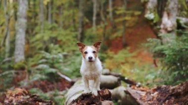 Ormandaki Köpek, Jack Russell Terrier sakin bir ormanda sonbahar yapraklarının arasında macera ve doğa keşfi duyguları uyandırıyor.