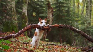 Ormandaki Köpek Jack Russell Terrier, yaprakların arasında dikilip, bir ağaç dalına tutunarak doğa yürüyüşünün özünü canlandırıyor.