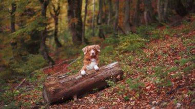 Autumn Setting 'deki köpek, Nova Scotia Duck Tolling Retriever canlı düşen yapraklarla çevrili bir kütüğe tünedi. Seyahatleri, açık hava maceralarını ve köpek arkadaşlarıyla yürüyüşleri temsil eder.