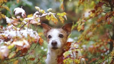 Jack Russell Terrier 'ın köpeği, rengarenk sonbahar yapraklarını dikizler, vahşi doğadaki macerayı ima eder, açık hava meraklıları için mükemmeldir.