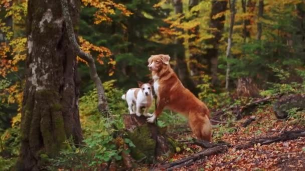 秋天森林里的狗 新斯科舍省的鸭托林猎犬和杰克 泰里尔站在秋天落叶中的一根圆木上 — 图库视频影像