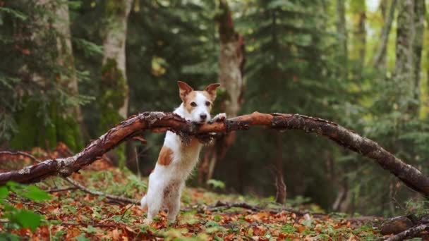 Pes Lese Jack Russell Teriér Stojí Pozorně Uprostřed Spadlého Listí — Stock video