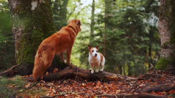 Dogs Autumn Forest Nova Scotia Duck Tolling Retriever Jack Russell — Stock Video