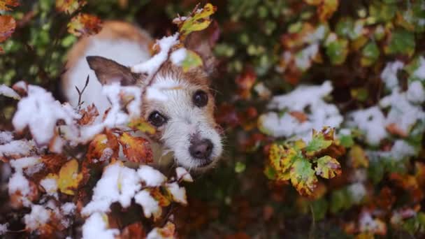 Jack Russell Terrier Σκυλί Κρυφοκοιτάζει Μέσα Από Πολύχρωμα Φύλλα Του — Αρχείο Βίντεο