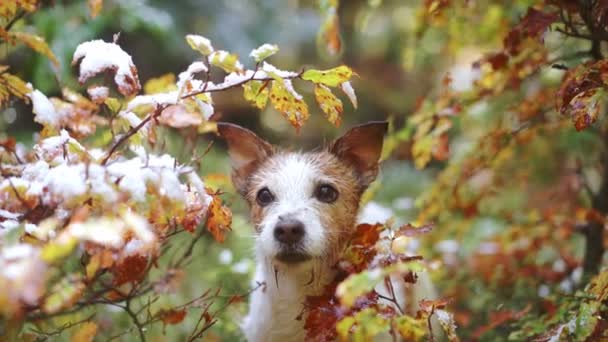 ジャックラッセルテリア犬は 野生の自然の中で冒険を暗示し 野外愛好家に最適なカラフルな秋の葉を覗きます — ストック動画