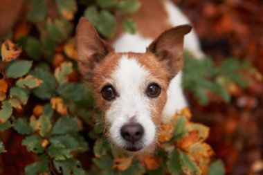 Sonbahar Yeşilliği 'nde Jack Russell Terrier. Meraklı bir köpeğin yüzü, canlı sonbahar yapraklarının arasından bakarak orman yürüyüşü sırasında bir macera duygusunu resmediyor.