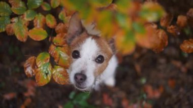 Sonbahar Yeşilliği 'nde Jack Russell Terrier. Meraklı bir köpeğin yüzü, canlı sonbahar yapraklarının arasından bakarak orman yürüyüşü sırasında bir macera duygusunu resmediyor.