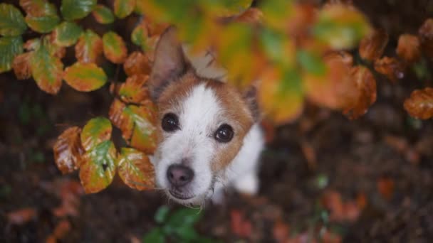 秋のジャック ラッセル テリア 奇妙な犬のクローズアップは 活気に満ちた秋の葉を覗いて 森林のハイキング中に冒険の感覚を描いています — ストック動画