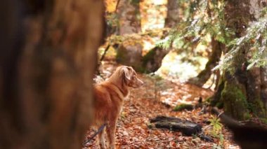 Ormandaki Nova Scotia Duck Tolling Retriever. Sonbahar yeşilliklerinin ortasındaki köpek, açık hava gezilerinin ruhunu yakalıyor.