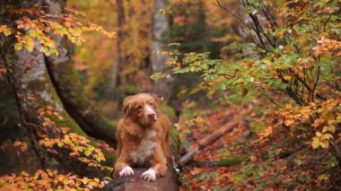 Ormanda Nova Scotia Duck Tolling Retriever. Düşen yaprakların ve sarı ağaçların arasında gezen köpek doğa yürüyüşlerinin özünü yakalıyor.