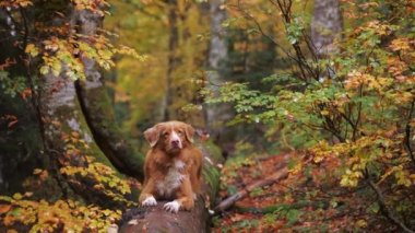 Ormanda Nova Scotia Duck Tolling Retriever. Düşen yaprakların ve sarı ağaçların arasında gezen köpek doğa yürüyüşlerinin özünü yakalıyor.