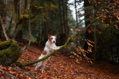 Ormandaki Jack Russell Terrier, yosunlu kayalar ve sonbahar yaprakları arasında köpek tetikte bekliyor. Doğal ormanlık geçmişi olan macera ortamı.