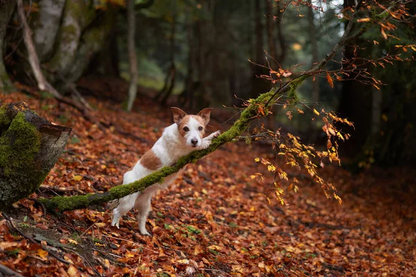 Jack Russell Terrier in Forest, Dog stands alert amidst mossy rocks and autumn leaves. Adventure setting with natural woodland background
