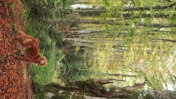 Pes Lese Nova Scotia Duck Tolling Retrívr Stojí Mechem Pokrytých — Stock video