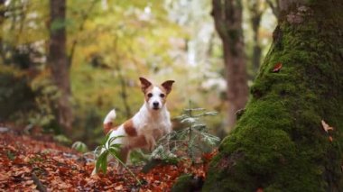 Ormandaki Köpek, Beyaz ve Kahverengi Köpek, Jack Russell Terrier, yanında yosunlu bir ağaç gövdesiyle düşen sonbahar yapraklarının arasında duruyor. Macera seti, ormandaki renkli yaprakların arasında bir köpek.