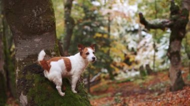 Ormandaki Köpek, Beyaz ve Kahverengi Köpek, Jack Russell Terrier, yanında yosunlu bir ağaç gövdesiyle düşen sonbahar yapraklarının arasında duruyor. Macera seti, ormandaki renkli yaprakların arasında bir köpek.