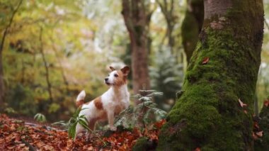 Ormandaki Köpek, Beyaz ve Kahverengi Köpek, Jack Russell Terrier, yanında yosunlu bir ağaç gövdesiyle düşen sonbahar yapraklarının arasında duruyor. Macera seti, ormandaki renkli yaprakların arasında bir köpek.