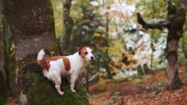 Ormandaki Köpek Beyaz Kahverengi Köpek Jack Russell Terrier Yanında Yosunlu — Stok video