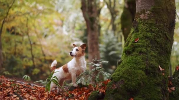 Chien Forêt Chien Blanc Brun Jack Russell Terrier Tient Milieu — Video