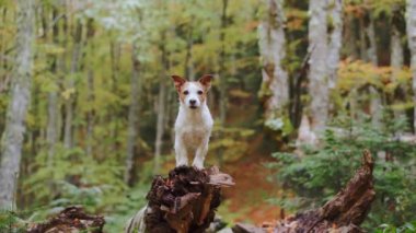 Ormandaki köpek, Jack Russell Terrier sakin bir ormanda sonbahar yapraklarının arasında oturmuş macera ve doğa keşfi duyguları uyandırıyor.