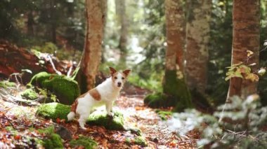 Ormandaki köpek, Jack Russell Terrier sakin bir ormanda sonbahar yapraklarının arasında oturmuş macera ve doğa keşfi duyguları uyandırıyor.