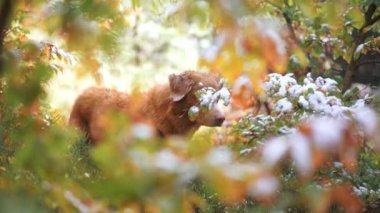 Nova Scotia Duck Tolling Retriever Sonbahar Ormanı 'nda, Karlı dallar köpekleri çevreleyen canlı sonbahar yaprakları arasında mevsimsel geçişlerin bir karışımı ve maceralı bir yolculuğa işaret ediyor..
