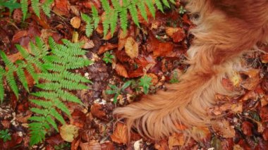 Eğreltiotları ve düşen yaprakların arasında kuyruk sallayan kırmızı köpeklerin detaylı bir görüntüsü, doğada bir keşif anını yakalıyor.