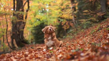 Nova Scotia Duck Tolling Retriever, Sonbahar Ormanı 'nda. Ağaçlarla çevrili, yapraklarla kaplı bir yerdeki köpek. Sarı renkler sergiliyor. Bu da maceralı bir orman yolculuğunu gösteriyor.