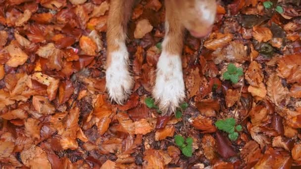 Hundepfoten Auf Herbstblättern Nova Scotia Duck Tolling Retriever Pelzige Pfoten — Stockvideo