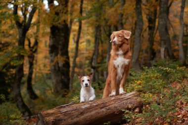 Autumn Setting 'de İki Köpek, Nova Scotia Duck Tolling Retriever ve Jack Russell Terrier bir kütüğün üzerinde duruyor. Arka planda sonbahar renkleri olan bir orman var.