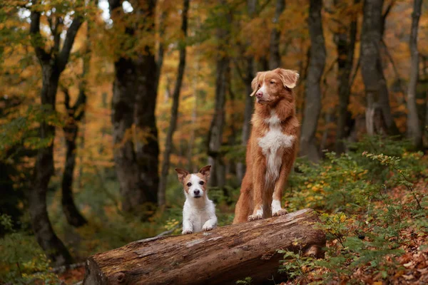 Two Dogs in Autumn Setting, Nova Scotia Duck Tolling Retriever and Jack Russell Terrier stand on a log. The background reveals a forest with fall colors, suggesting adventure