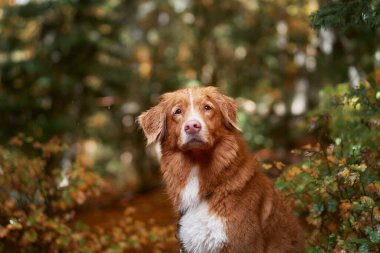 Sonbaharda Nova Scotia Duck Tolling Retriever. Islak köpek, canlı bir sonbahar yeşilliğinin ortasında macera ve orman yolculuğu hissi yayıyor.