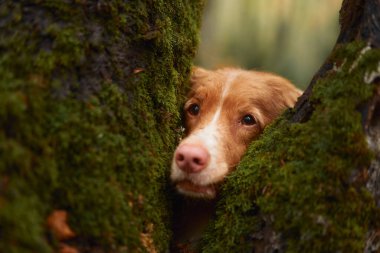 Nova Scotia Duck Tolling Retriever Ormanda, Köpek yosun kaplı ağaçların arasından gözetliyor bir yürüyüş macerası sırasında